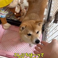 業者さんが来た日のはなちゃん3