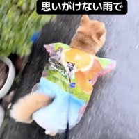 雨は本降りに…