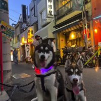 カメラの前に座る2頭の犬