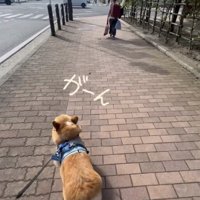 離れていく人を追う犬