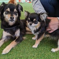 チワワには見えない…