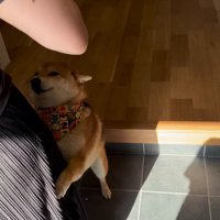 お友達が遊びに来た時のはちちゃん4