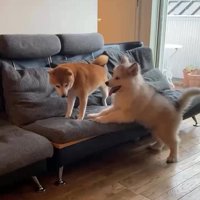 ロイくんとララちゃん