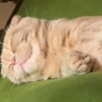 クッションの上で眠る猫の顔