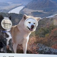 秋田犬
