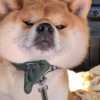 秋田犬みたいな顔に…！！