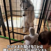 パパがお手伝い