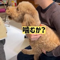 おばあちゃんに向かって吠える犬