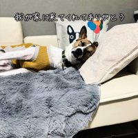 ソファで眠る犬