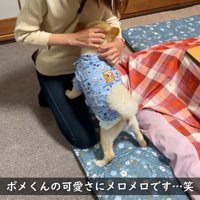 お姉さんに甘えるポメくん