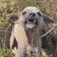 人間が怖くて仕方ない…