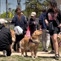 前を通る人を眺める犬