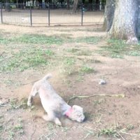 横向きの犬1