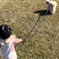 もち君と赤ちゃんのお散歩2