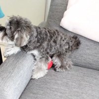 「もっと構って！」と再びお姉さんのもとへ