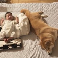 赤ちゃんの隣で眠る犬