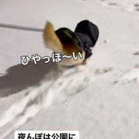 雪の中はしゃぐ柴犬