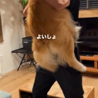 男性に抱きつこうとする犬
