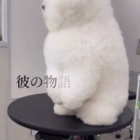 もっふもふのビションフリーゼ