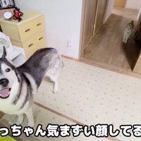 口を開けて視線を動かす犬
