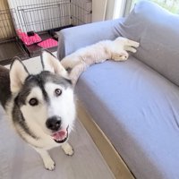 「叱らないで！」と訴えるはっちゃん