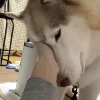 構ってほしいのね