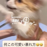 前足を上げる子犬