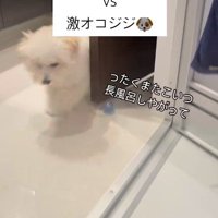 お風呂場に突撃するジジくん