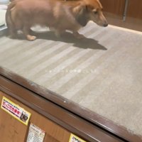 ショーケースの中を歩く犬