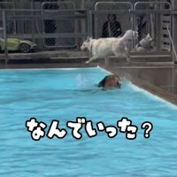 プールへ沈む大型犬