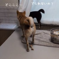 救出に向かうこむぎくん