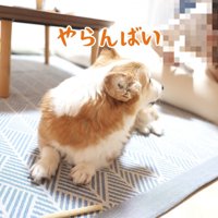 「ガムはやらんぞ！取るなよ！？」