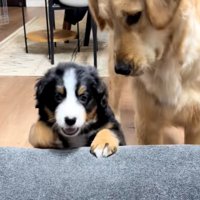 見守るゴールデンさん