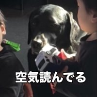 一点を見つめる犬
