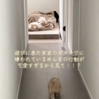 布団で寝ている実家のワンコ