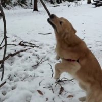 ルッツくんに悲劇が…！