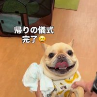 笑顔でカメラを見つめる犬