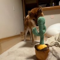 サボテンを見つめるテツくん