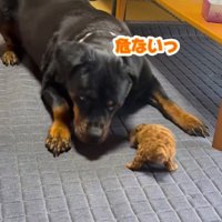 「あんまり歩くと危険だよ」