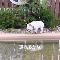 池の周りをトコトコ♪