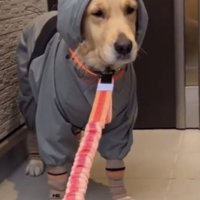フードを被って見つめる犬