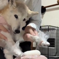 じっとお餅に前足を伸ばす犬