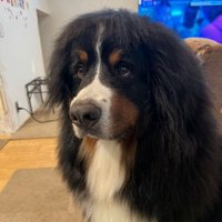 歌舞伎っぽいヘアスタイル