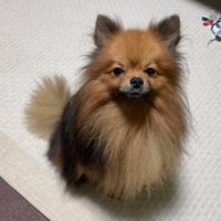 無表情のトムくん