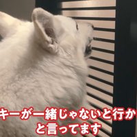 ラッキーちゃんを預かった時のBJ くん8