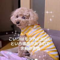 「お手」の要求をスルー