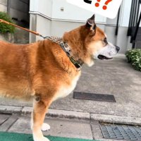 犬の横顔