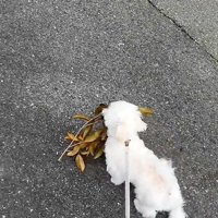 葉っぱを持つ犬4