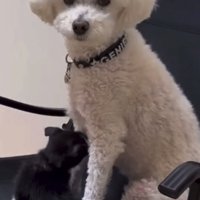 猫に乳を与えようとする犬