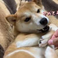 くすぐっても、ベッドから動きません